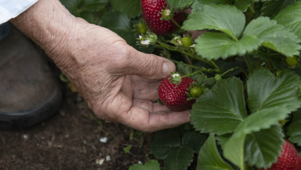 Strawberries are high on the list of the most chemically contaminated.